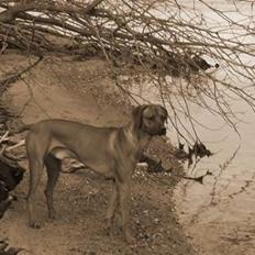 Rhodesian ridgeback Don Bonito von Ankor