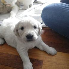 Golden retriever Cocio