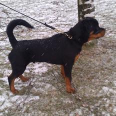 Rottweiler Urgos