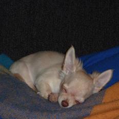 Chihuahua o~~ Diva ~~o