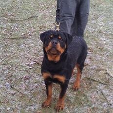 Rottweiler Urgos