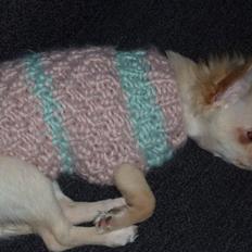 Chihuahua o~~ Diva ~~o