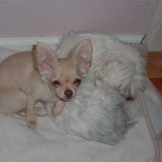 Chihuahua o~~ Diva ~~o