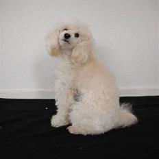 Dværgpuddel Cherie's DunDee! <3