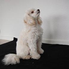 Dværgpuddel Cherie's DunDee! <3