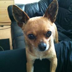 Chihuahua Cato
