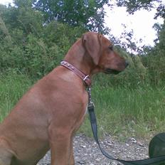 Rhodesian ridgeback Diamond
