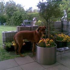 Rhodesian ridgeback Diamond