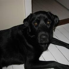 Blanding af racer Bailey