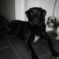 Blanding af racer Bailey