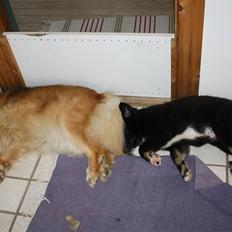 Islandsk fårehund Pil