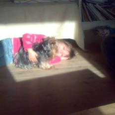 Yorkshire terrier Fiffi