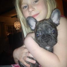 Fransk bulldog armarni