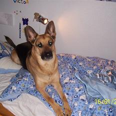 Schæferhund Victor