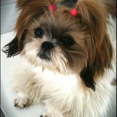 Shih tzu Karla