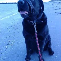 Labrador retriever Lunde