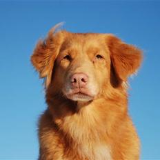 Nova scotia duck tolling retriever Laika