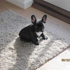 Fransk bulldog Ollundbjerg Dres Bomstærk