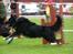 Blanding af racer Tobey - agility opvisning 2010 stenalt gods