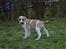 Blanding af racer Vitus Bering ll - Lille tykke hundebaby, ca 6 uger