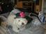 Bichon à poil frisé Teddy - 01.01.11