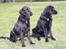 Flat coated retriever Chakur's Madonna (Donna)  - Madonna til venstre.! :) 