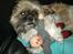 Shih tzu Futte - Han elsker bare nisser om julen ;)