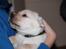 Labrador retriever Posters Yellow Moon (Ramses) - Kærlighed ved første blik <3 5 uger