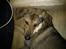 Blanding af racer Ziva