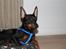Dvaergpinscher Rødkildes Dakota