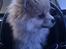 Blanding af racer Pomchi, Cookie