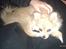 Blanding af racer Pomchi, Cookie