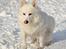 Japansk spids Grazy Daisy - R.I.P. :'( <3 - i sneen, taget den 17.02.11