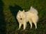 Japansk spids Grazy Daisy - R.I.P. :'( <3 - 17.10.11