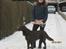 Flat coated retriever Holger (Farmors) - Velkommen til min profil<3