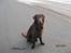 Flat coated retriever Holger (Farmors)