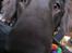 Flat coated retriever Holger (Farmors)