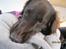 Flat coated retriever Holger (Farmors)