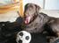 Flat coated retriever Holger (Farmors)