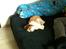 Shih tzu Gizmo