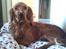 Cocker spaniel SMUT 