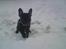 Fransk bulldog Carla - Snehunden Carla :))