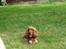 Cocker spaniel Pelé