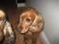 Cocker spaniel Pelé