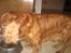 Cocker spaniel Pelé