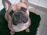Fransk bulldog Gizmo - 22/2-2011 MORS DRENG <3