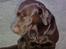 Labrador retriever Basse