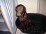 Labrador retriever Basse