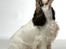 Cocker spaniel Vanilla Joy Dream Design - Ditte
