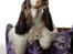 Cocker spaniel Vanilla Joy Dream Design - Ditte